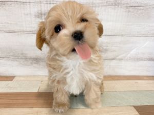 新潟県のマルプー(マルチーズ×プードル) (竹内ペット 新津本店/2026年1月18日生まれ/女の子/クリーム)の子犬の3枚目の画像