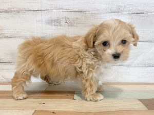 新潟県のマルプー(マルチーズ×プードル) (竹内ペット 新津本店/2026年1月18日生まれ/女の子/クリーム)の子犬の4枚目の画像