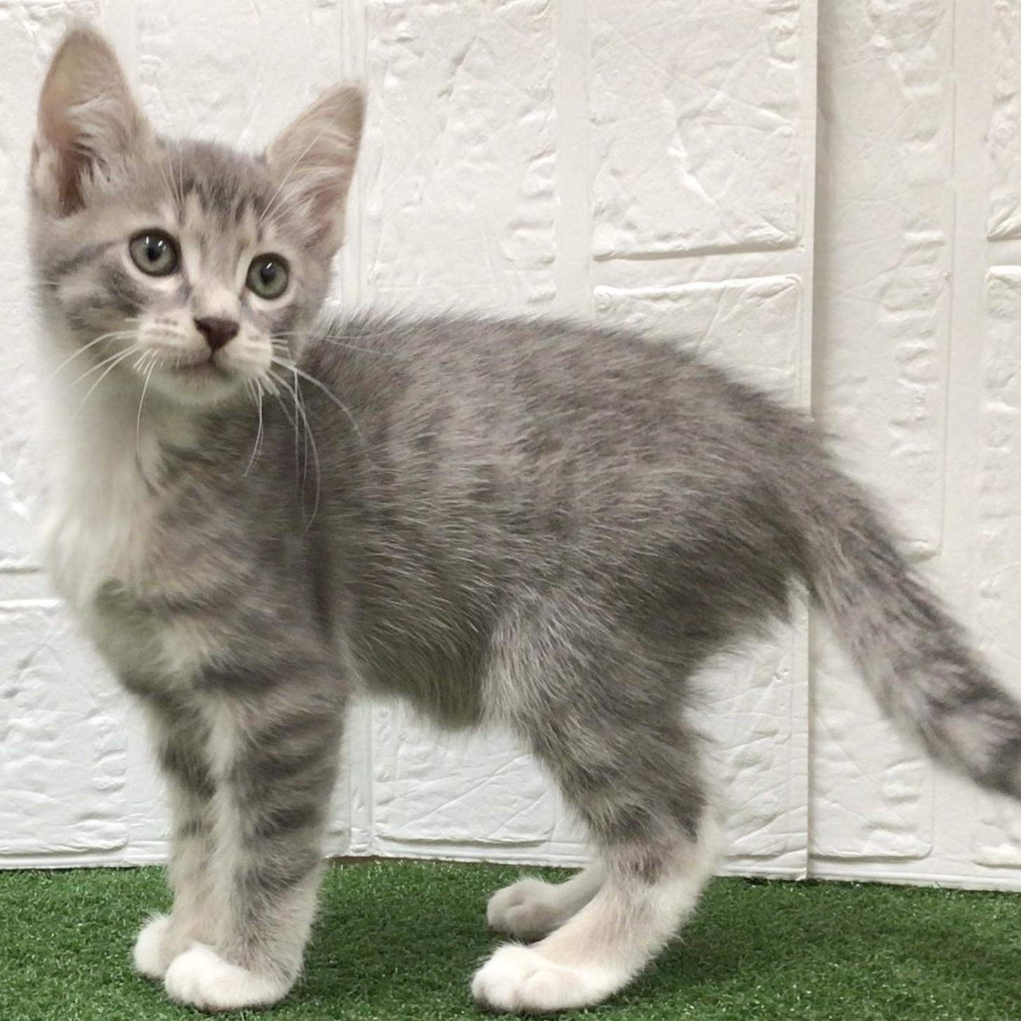 熊本県のマンチカン (ニコペットセレクト ドッグズホーム八代店/2025年9月27日生まれ/男の子/ブルータビー)の子猫