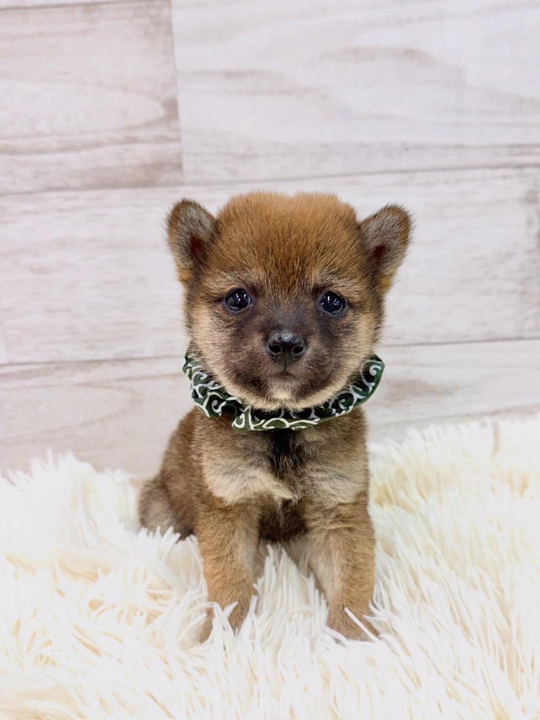 神奈川県の豆柴 (ペッツコンシェル川崎小田栄店/2026年2月10日生まれ/女の子/赤)の子犬