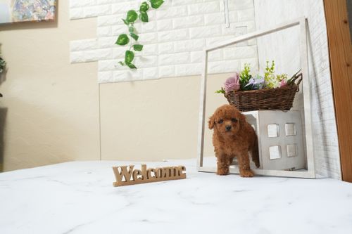 滋賀県のトイプードル(タイニー) (いっぷく湖南店/2025年12月9日生まれ/男の子/レッドフォーン)の子犬の1枚目の画像