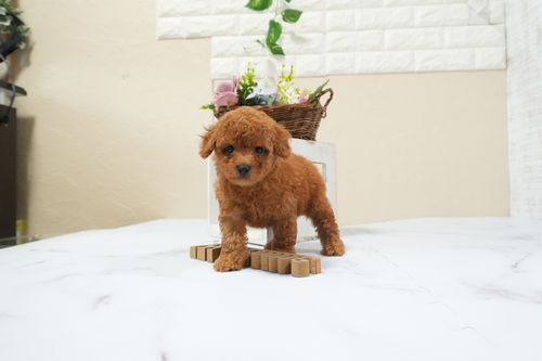 滋賀県のトイプードル(タイニー) (いっぷく湖南店/2025年12月9日生まれ/男の子/レッドフォーン)の子犬の2枚目の画像