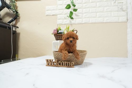 滋賀県のトイプードル(タイニー) (いっぷく湖南店/2025年12月9日生まれ/男の子/レッドフォーン)の子犬の3枚目の画像