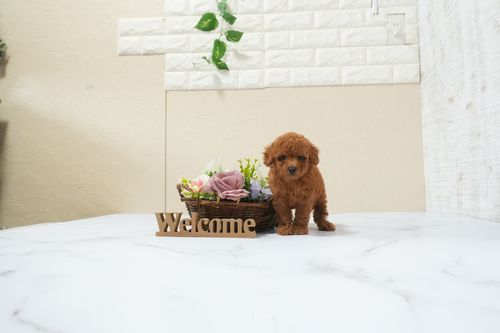 滋賀県のトイプードル(タイニー) (いっぷく湖南店/2025年12月9日生まれ/男の子/レッドフォーン)の子犬の4枚目の画像