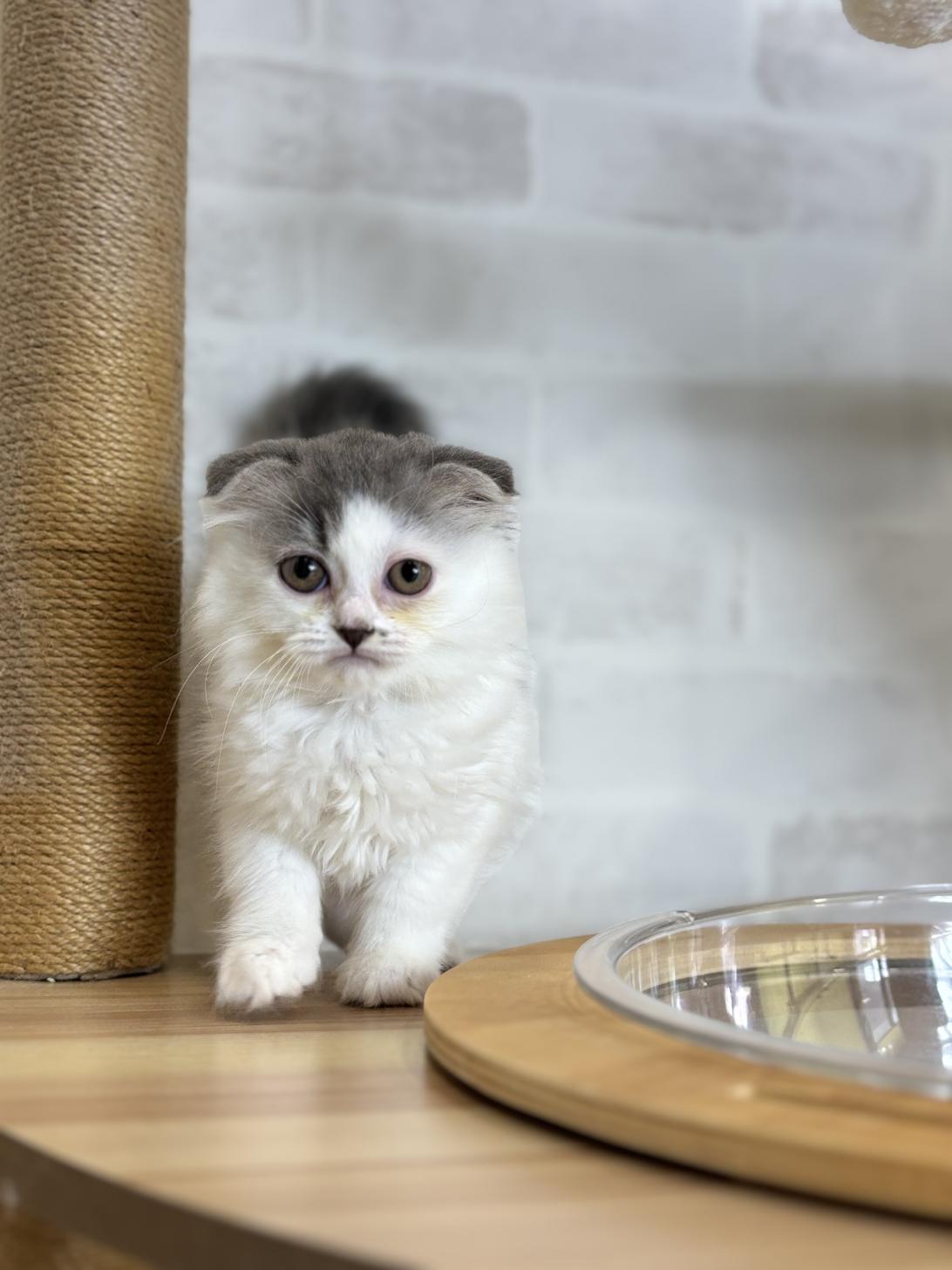 埼玉県のスコティッシュフォールド (ペッツスマイル加須インター店/2026年4月4日生まれ/女の子/ブルーホワイト)の子猫の1枚目の画像