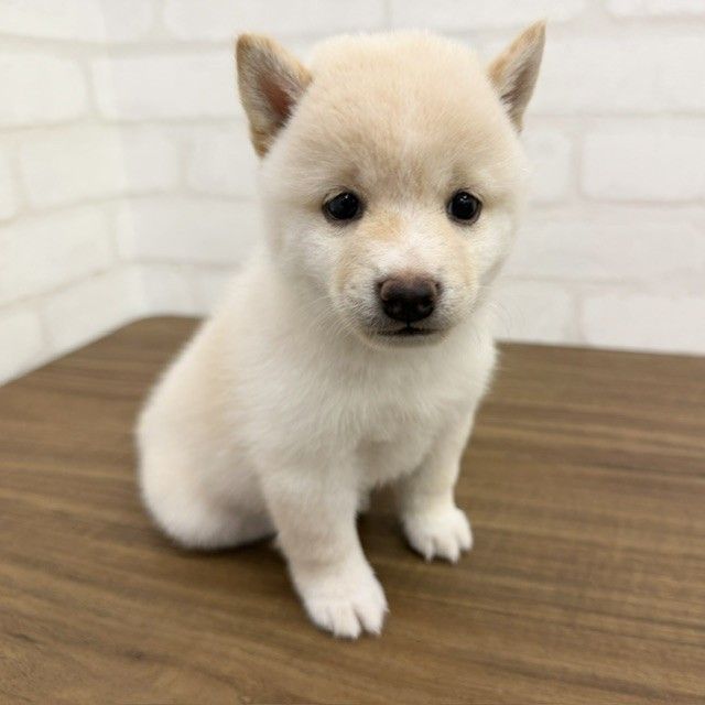 東京都の豆柴 (ペッツコンシェルMitteN府中店/2026年6月8日生まれ/男の子/白)の子犬