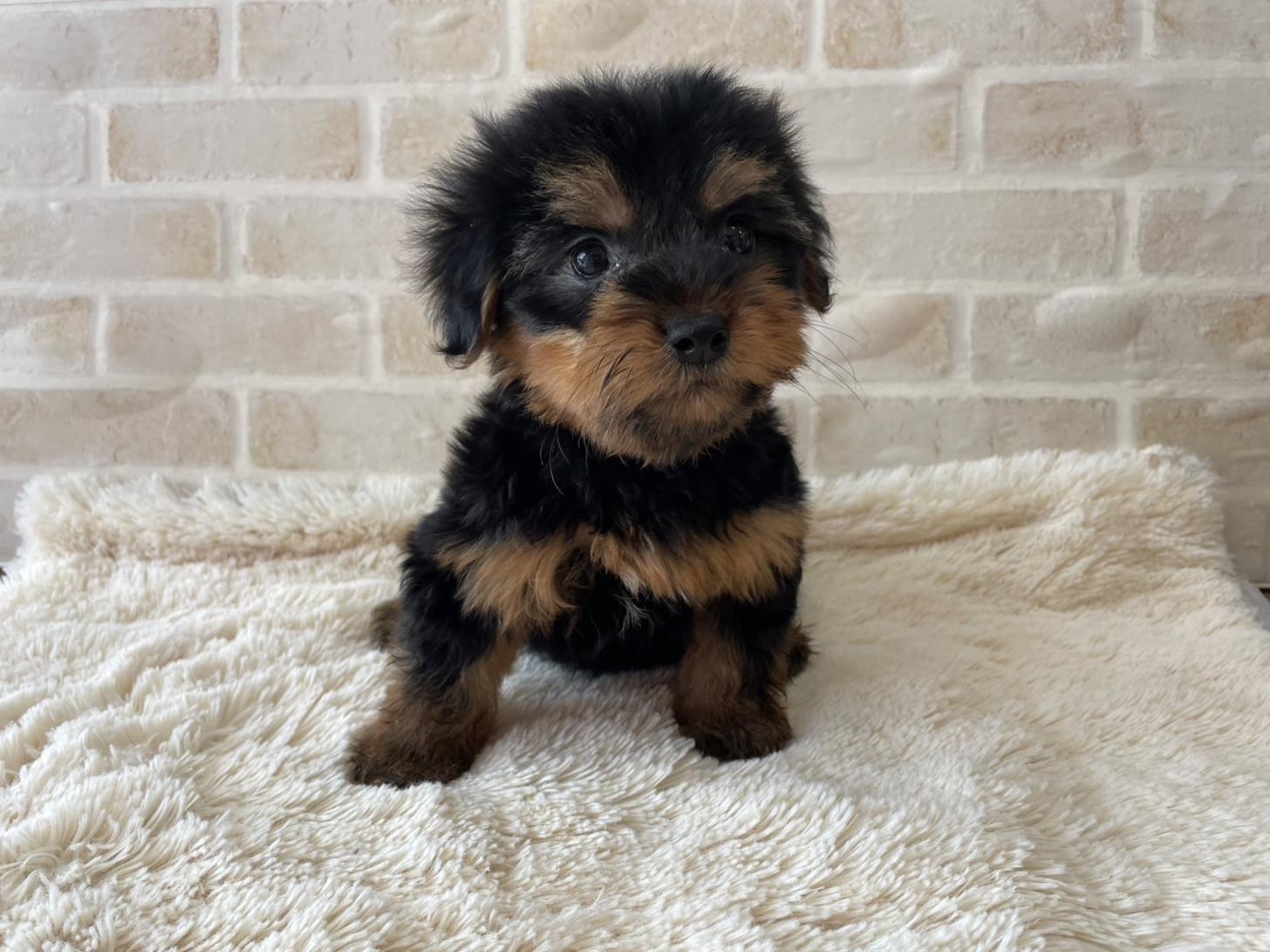 佐賀県のハーフ犬・ミックス犬 (スタードッグス新鳥栖店/2025年3月23日生まれ/男の子/ブラックタン)の子犬