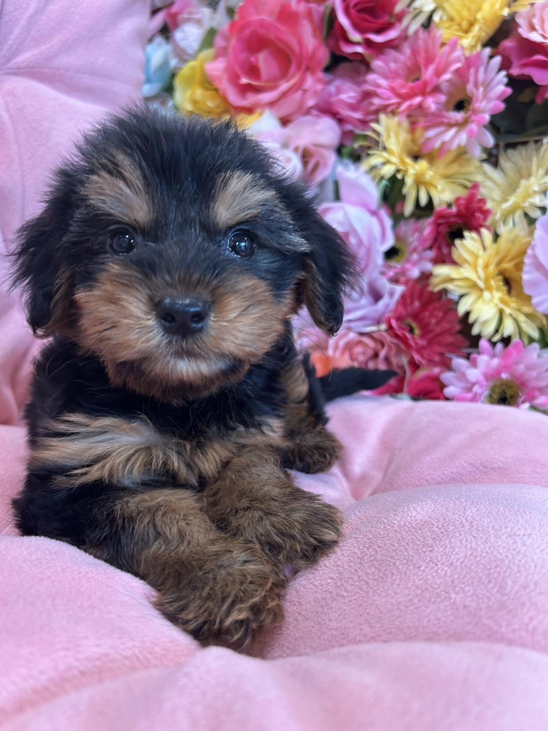 福岡県のハーフ犬・ミックス犬 (スタードッグス大牟田店/2025年3月23日生まれ/男の子/ブラックタン)の子犬
