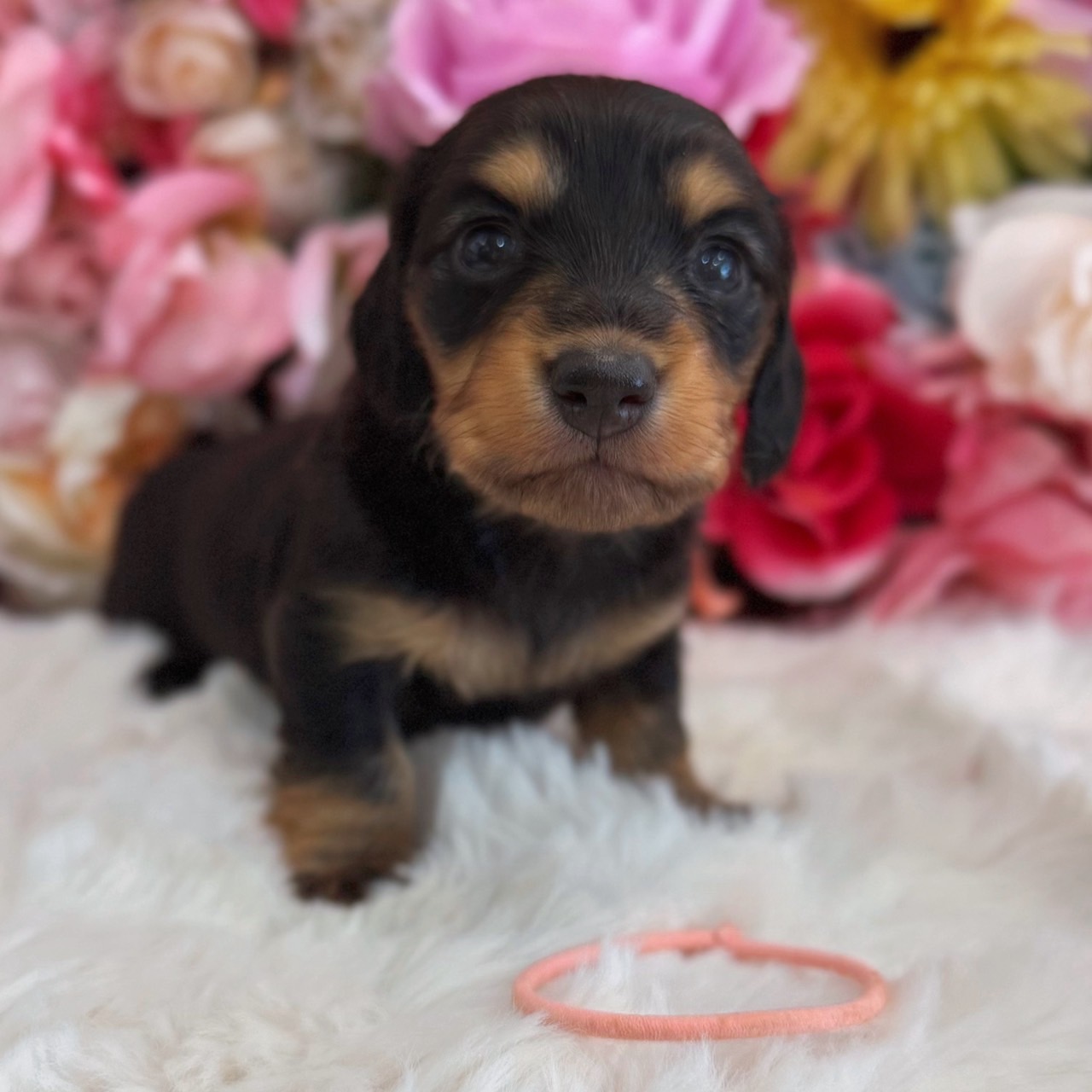 福岡県のミニチュアダックスフンド(ロング) (スタードッグス大牟田店/2026年3月2日生まれ/女の子/ブラックタン)の子犬