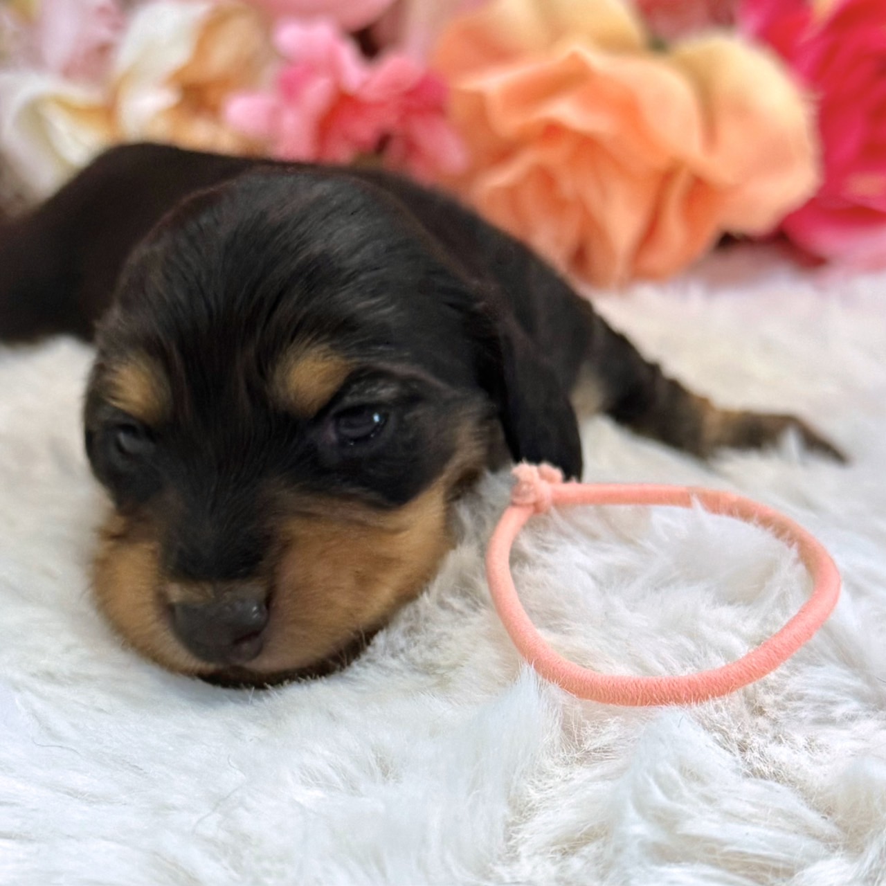 福岡県のミニチュアダックスフンド(ロング) (スタードッグス大牟田店/2026年3月2日生まれ/女の子/ブラックタン)の子犬の2枚目の画像