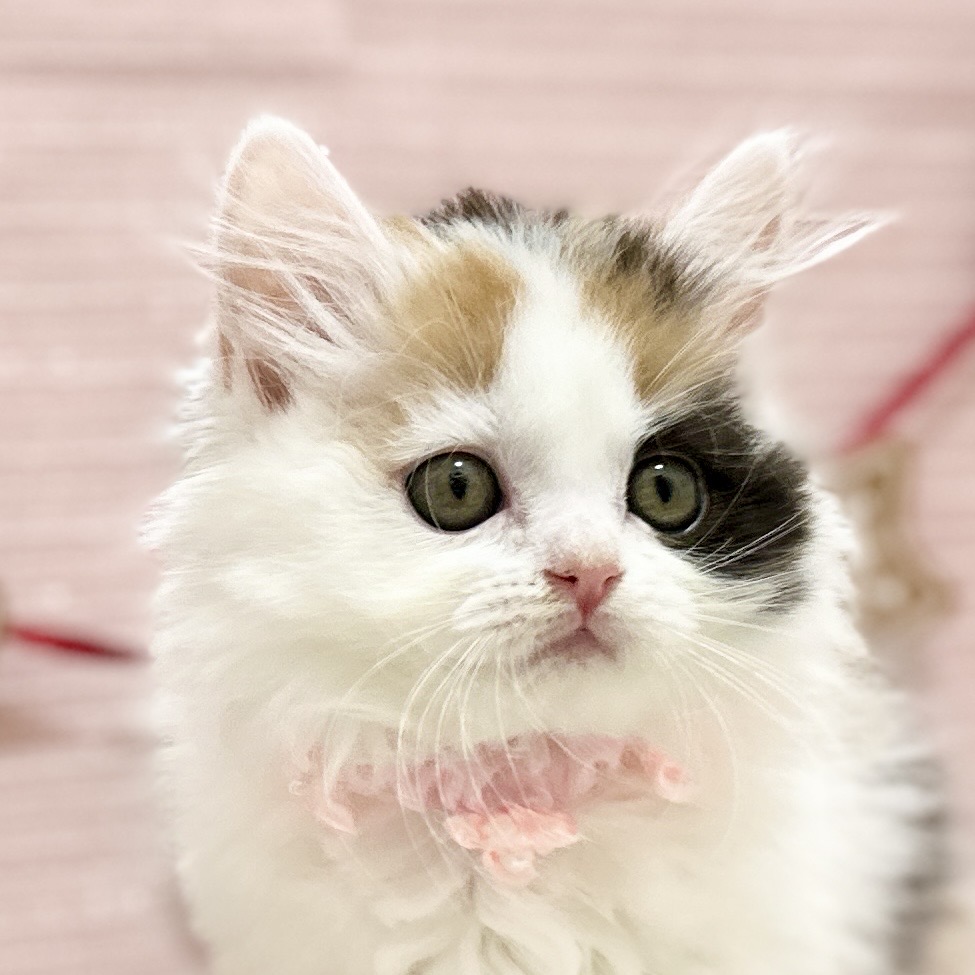 神奈川県のスコティッシュフォールド (にゃんこハウスPAW/2025年9月8日生まれ/女の子/キャリコ)の子猫の1枚目の画像