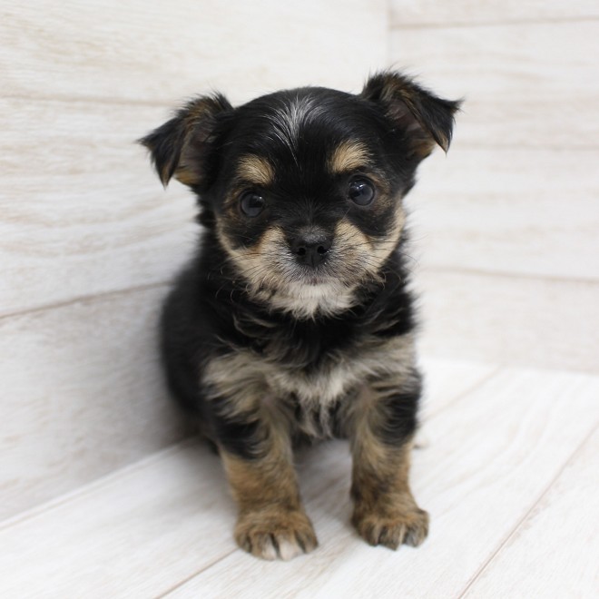 千葉県のヨーチー/チワキー/チワヨーキー(ヨークシャーテリア×チワワ) (ペピカファミリー松戸店/2025年10月18日生まれ/男の子/ブラックタン)の子犬の1枚目の画像