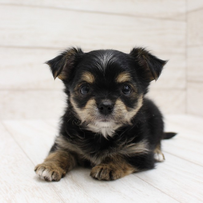 千葉県のヨーチー/チワキー/チワヨーキー(ヨークシャーテリア×チワワ) (ペピカファミリー松戸店/2025年10月18日生まれ/男の子/ブラックタン)の子犬の2枚目の画像
