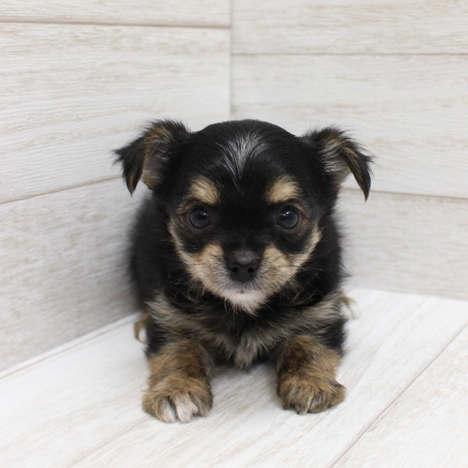 千葉県のヨーチー/チワキー/チワヨーキー(ヨークシャーテリア×チワワ) (ペピカファミリー松戸店/2025年10月18日生まれ/男の子/ブラックタン)の子犬の3枚目の画像