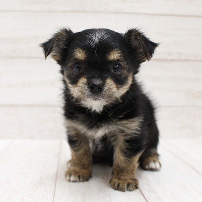 千葉県のヨーチー/チワキー/チワヨーキー(ヨークシャーテリア×チワワ) (ペピカファミリー松戸店/2025年10月18日生まれ/男の子/ブラックタン)の子犬の4枚目の画像