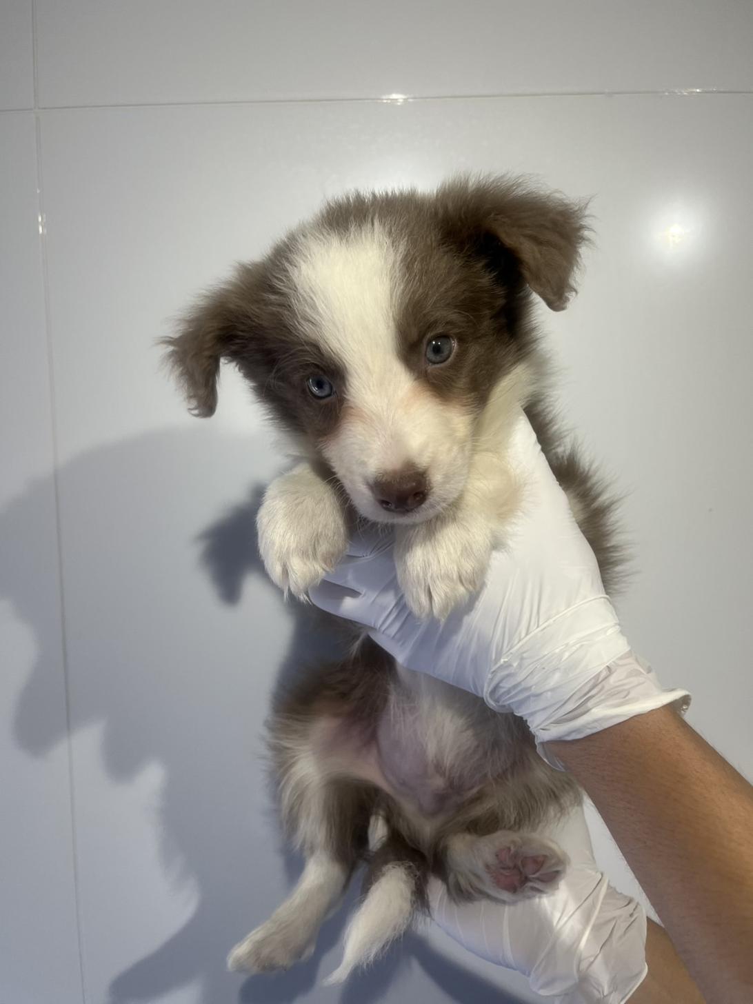 埼玉県のボーダーコリー (ペッツスマイル加須インター店/2026年2月20日生まれ/男の子/イザベラホワイト)の子犬の1枚目の画像