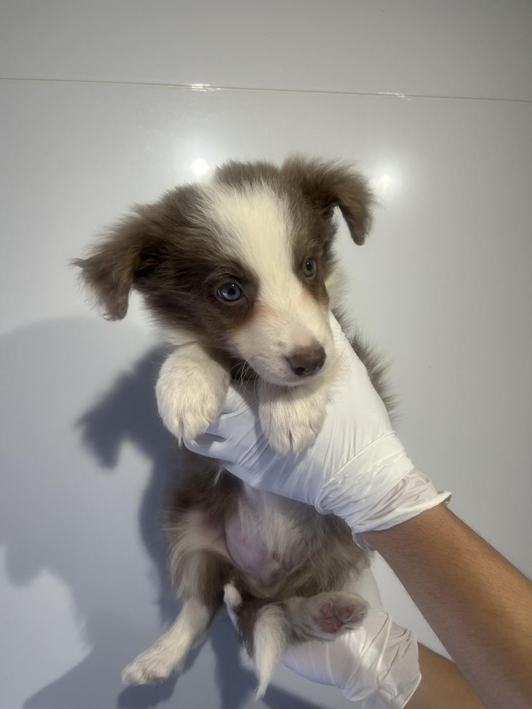 埼玉県のボーダーコリー (ペッツスマイル加須インター店/2026年2月20日生まれ/男の子/イザベラホワイト)の子犬の2枚目の画像