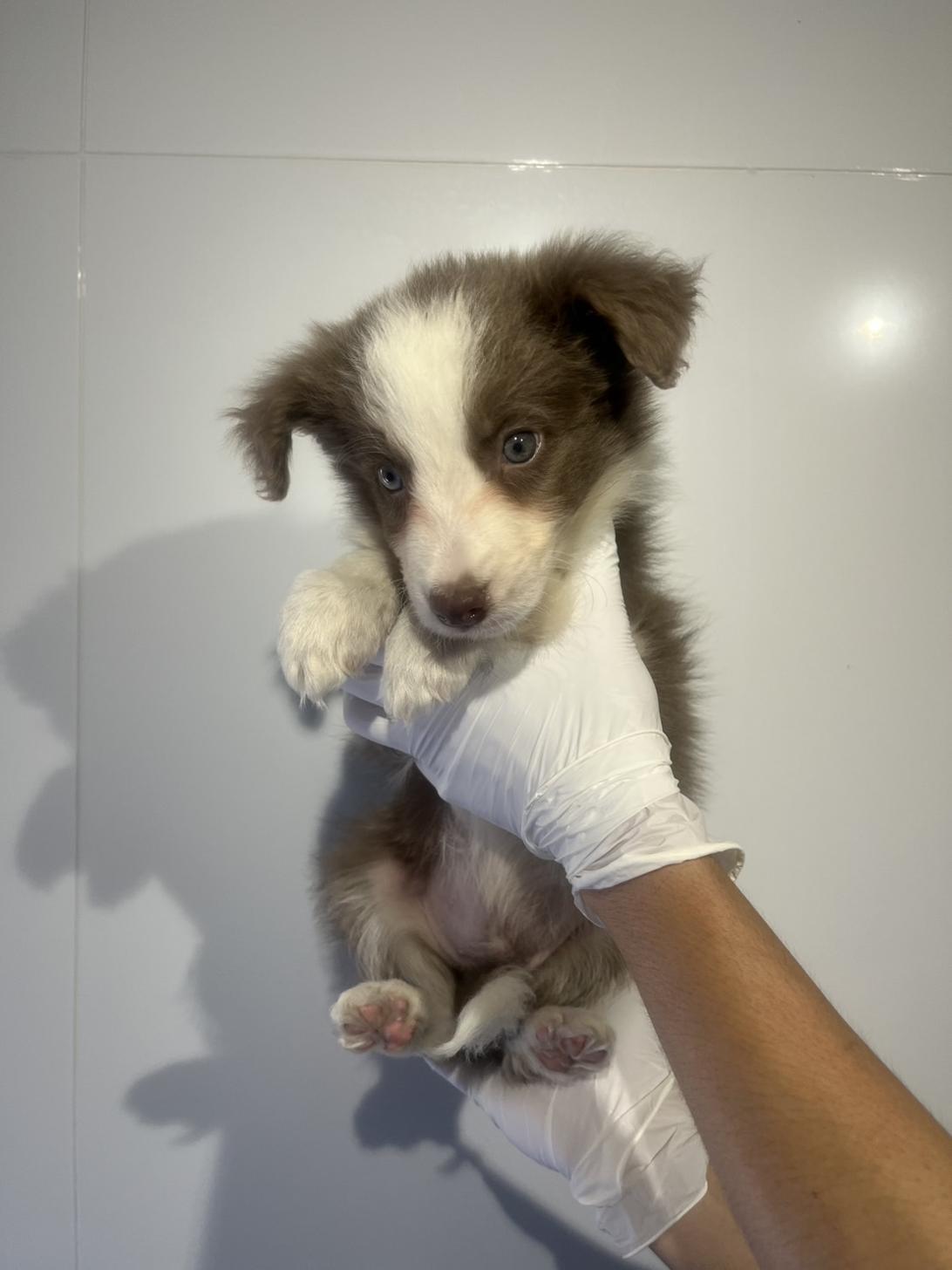 埼玉県のボーダーコリー (ペッツスマイル加須インター店/2026年2月20日生まれ/男の子/イザベラホワイト)の子犬の3枚目の画像