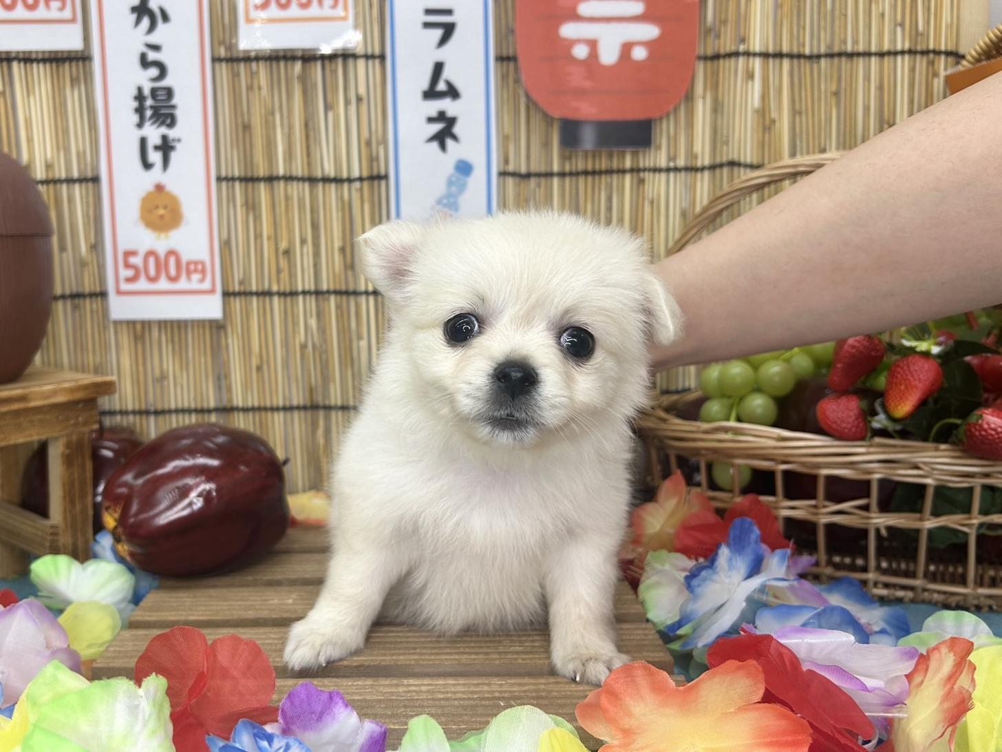 北海道のポメチワ/チワポメ/ポメチー(ポメラニアン×チワワ) (ラブワンコ カインズ大曲店/2026年6月6日生まれ/女の子/クリーム)の子犬