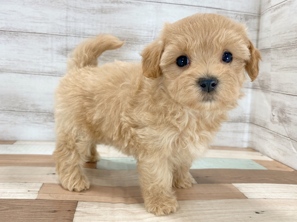 2025年8月11日生まれのマルプー(マルチーズ×プードル)の5枚目の写真