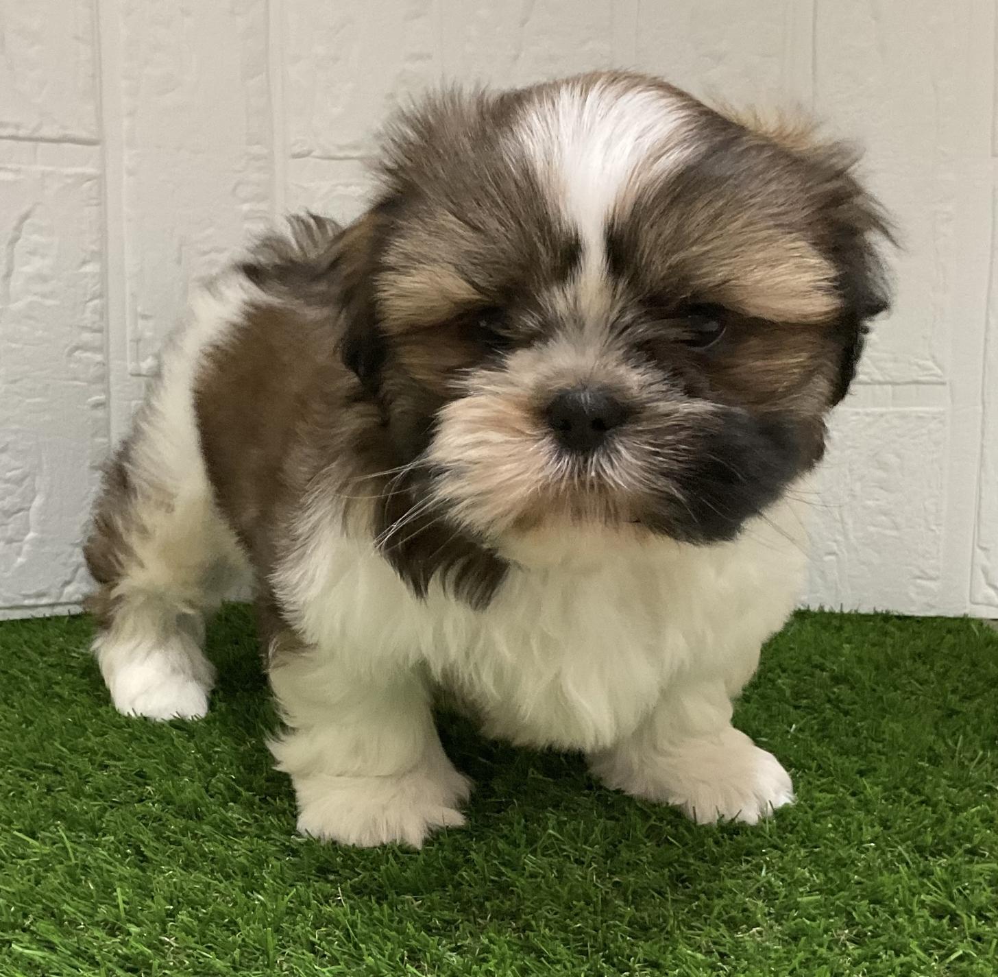 佐賀県のシーズー (ドッグズホーム佐賀店/2025年11月18日生まれ/男の子/ホワイトゴールド)の子犬