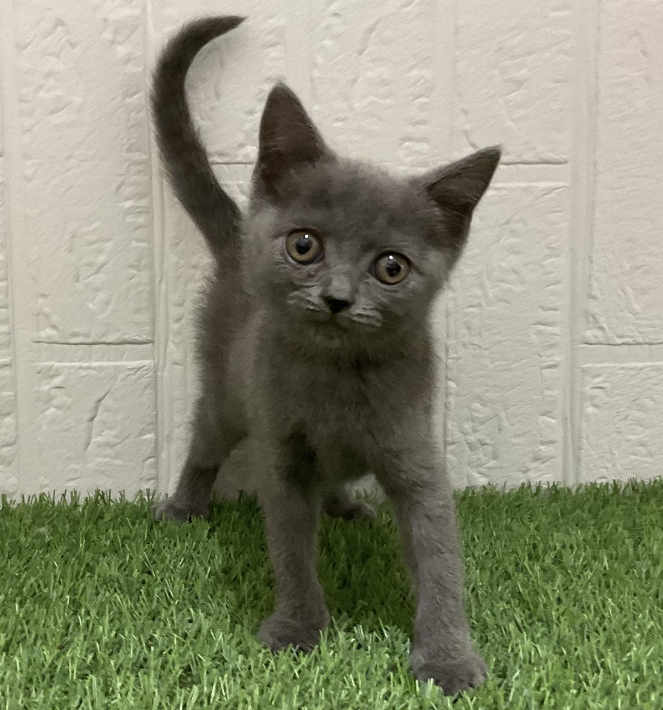 佐賀県のブリティッシュショートヘアー (ドッグズホーム佐賀店/2026年2月2日生まれ/女の子/ブルー)の子猫