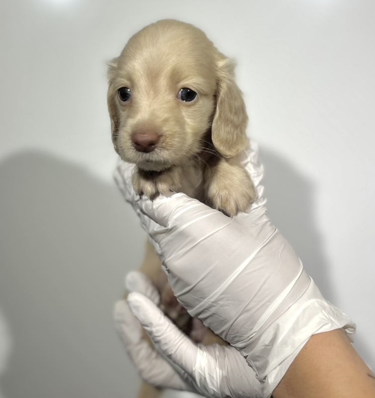 埼玉県のチワックス(チワワ×ダックス) (ペッツスマイル南中野店/2025年9月14日生まれ/女の子/イエロー)の子犬の1枚目の画像