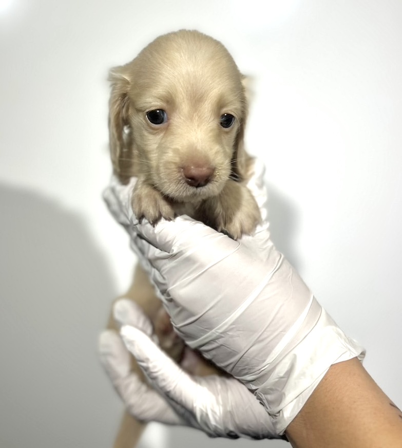 埼玉県のチワックス(チワワ×ダックス) (ペッツスマイル南中野店/2025年9月14日生まれ/女の子/イエロー)の子犬の2枚目の画像