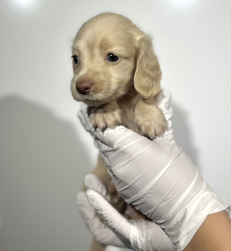 埼玉県のチワックス(チワワ×ダックス) (ペッツスマイル南中野店/2025年9月14日生まれ/女の子/イエロー)の子犬の3枚目の画像