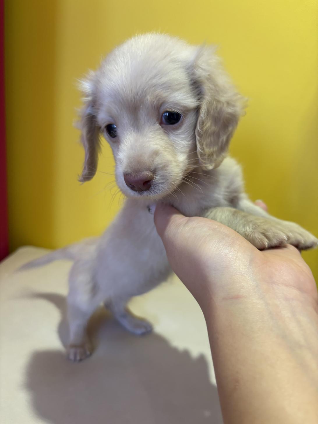埼玉県のチワックス(チワワ×ダックス) (ペッツスマイル南中野店/2025年9月14日生まれ/女の子/イエロー)の子犬の3枚目の画像