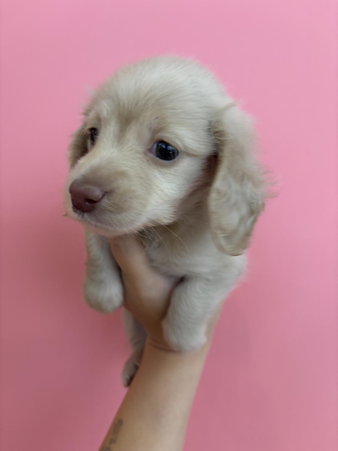 埼玉県のチワックス(チワワ×ダックス) (ペッツスマイル南中野店/2025年9月14日生まれ/女の子/イエロー)の子犬の4枚目の画像