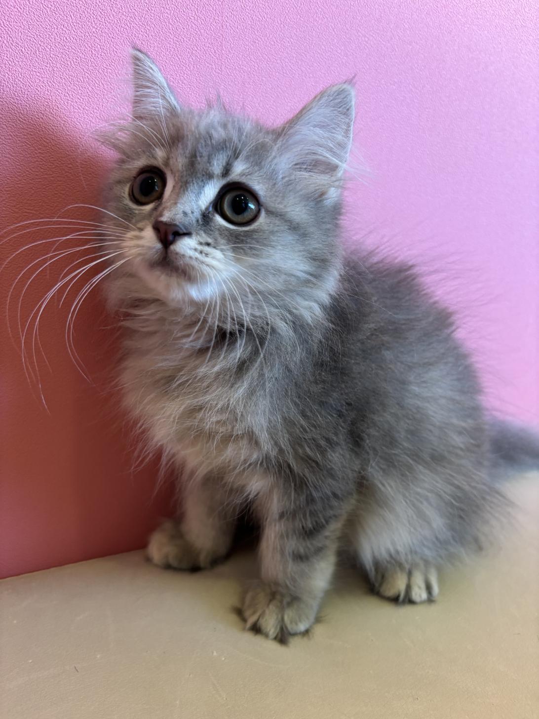 埼玉県のサイベリアン (ペッツスマイル南中野店/2025年11月9日生まれ/女の子/ブルーパッチドタビー)の子猫の1枚目の画像