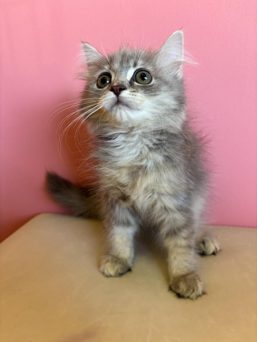 埼玉県のサイベリアン (ペッツスマイル南中野店/2025年11月9日生まれ/女の子/ブルーパッチドタビー)の子猫の2枚目の画像