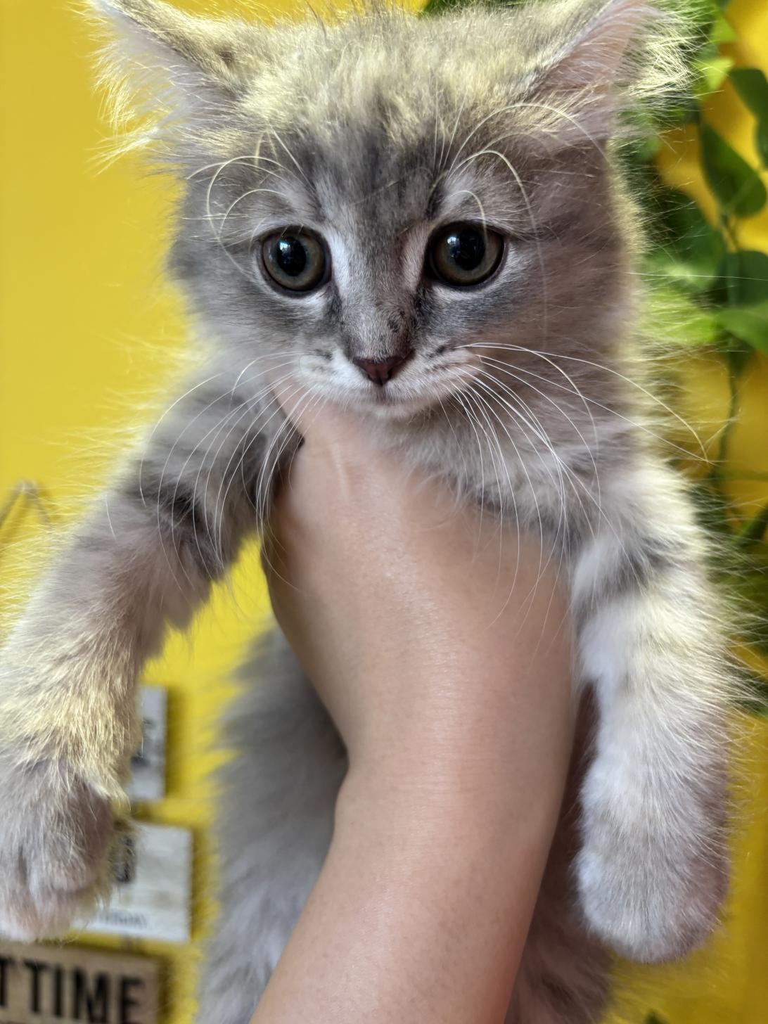 埼玉県のサイベリアン (ペッツスマイル南中野店/2025年11月9日生まれ/女の子/ブルーパッチドタビー)の子猫の4枚目の画像