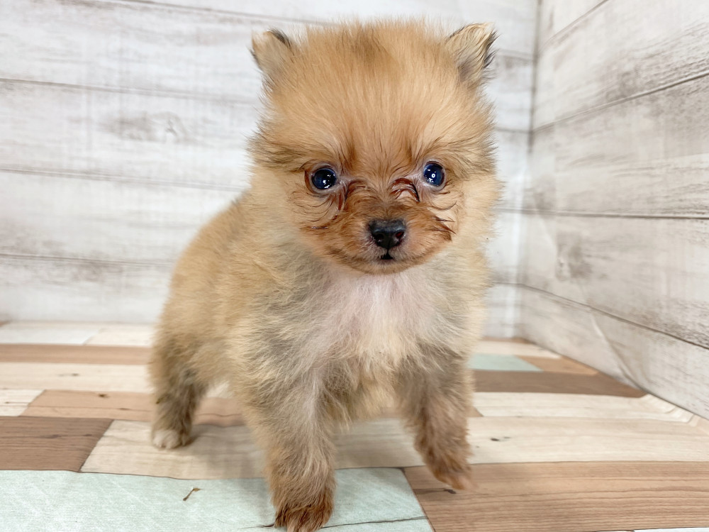 新潟県のポメラニアン (竹内ペット 新津本店/2025年9月28日生まれ/男の子/オレンジ)の子犬の2枚目の画像