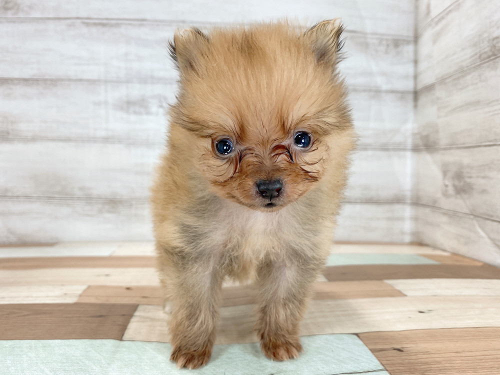 新潟県のポメラニアン (竹内ペット 新津本店/2025年9月28日生まれ/男の子/オレンジ)の子犬の3枚目の画像