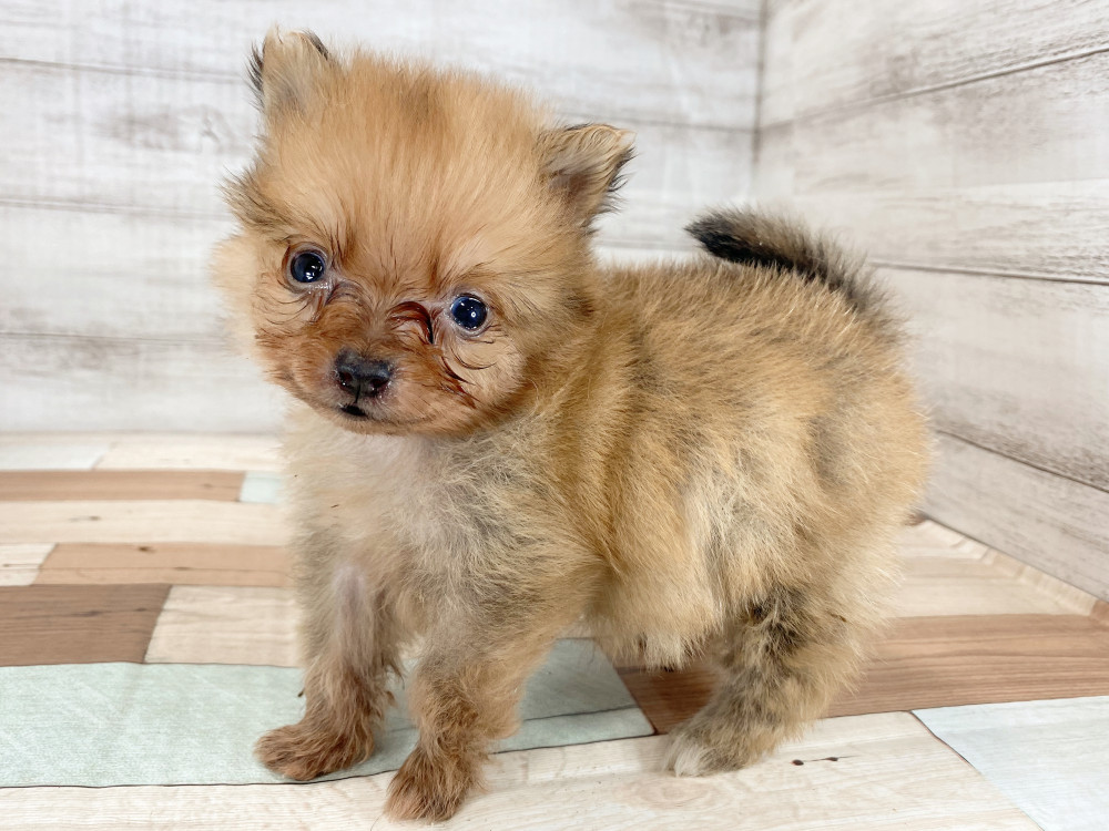 新潟県のポメラニアン (竹内ペット 新津本店/2025年9月28日生まれ/男の子/オレンジ)の子犬の4枚目の画像