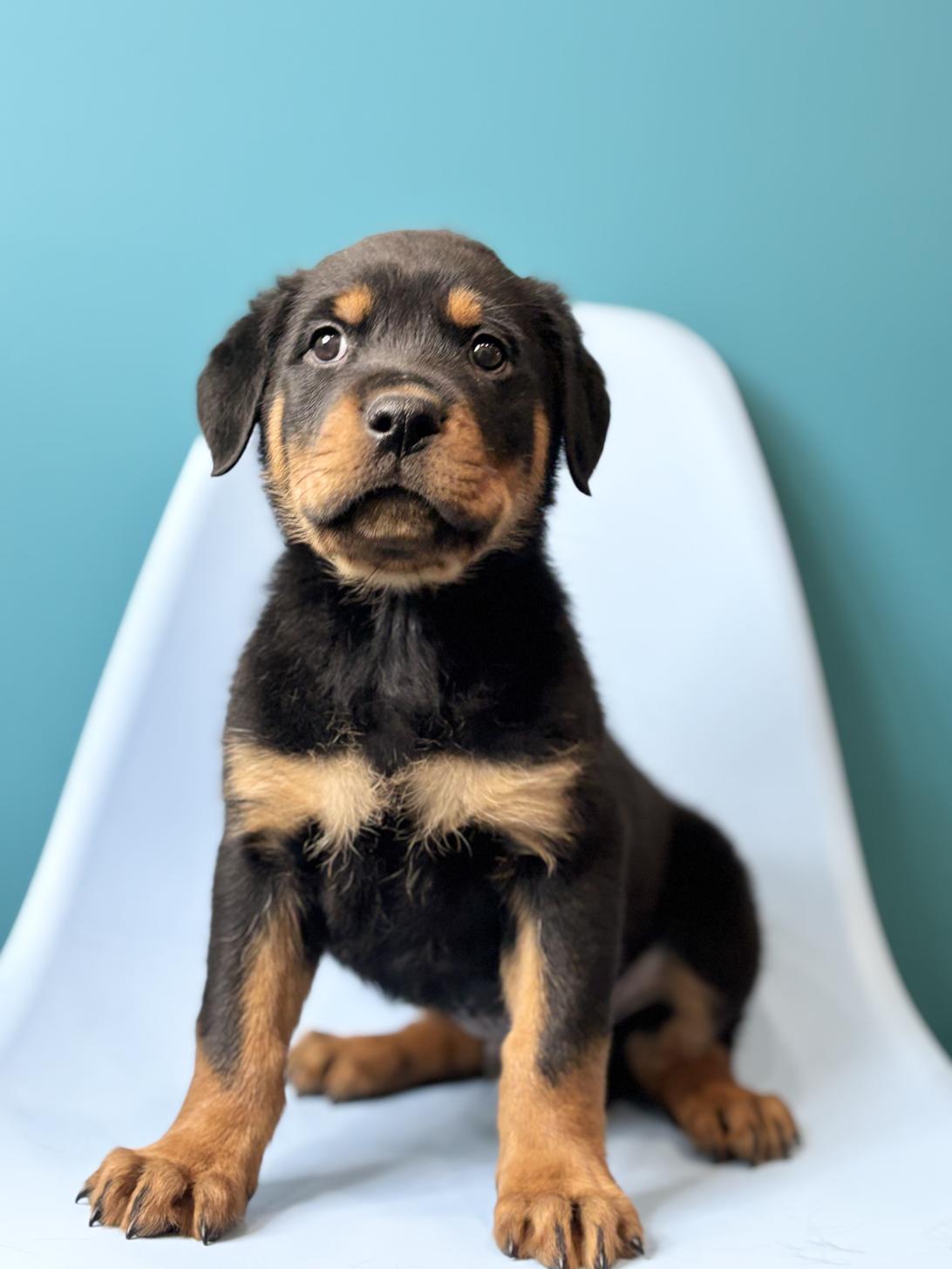 埼玉県のロットワイラー (ペッツスマイル加須インター店/2026年1月12日生まれ/男の子/ブラックタン)の子犬の1枚目の画像