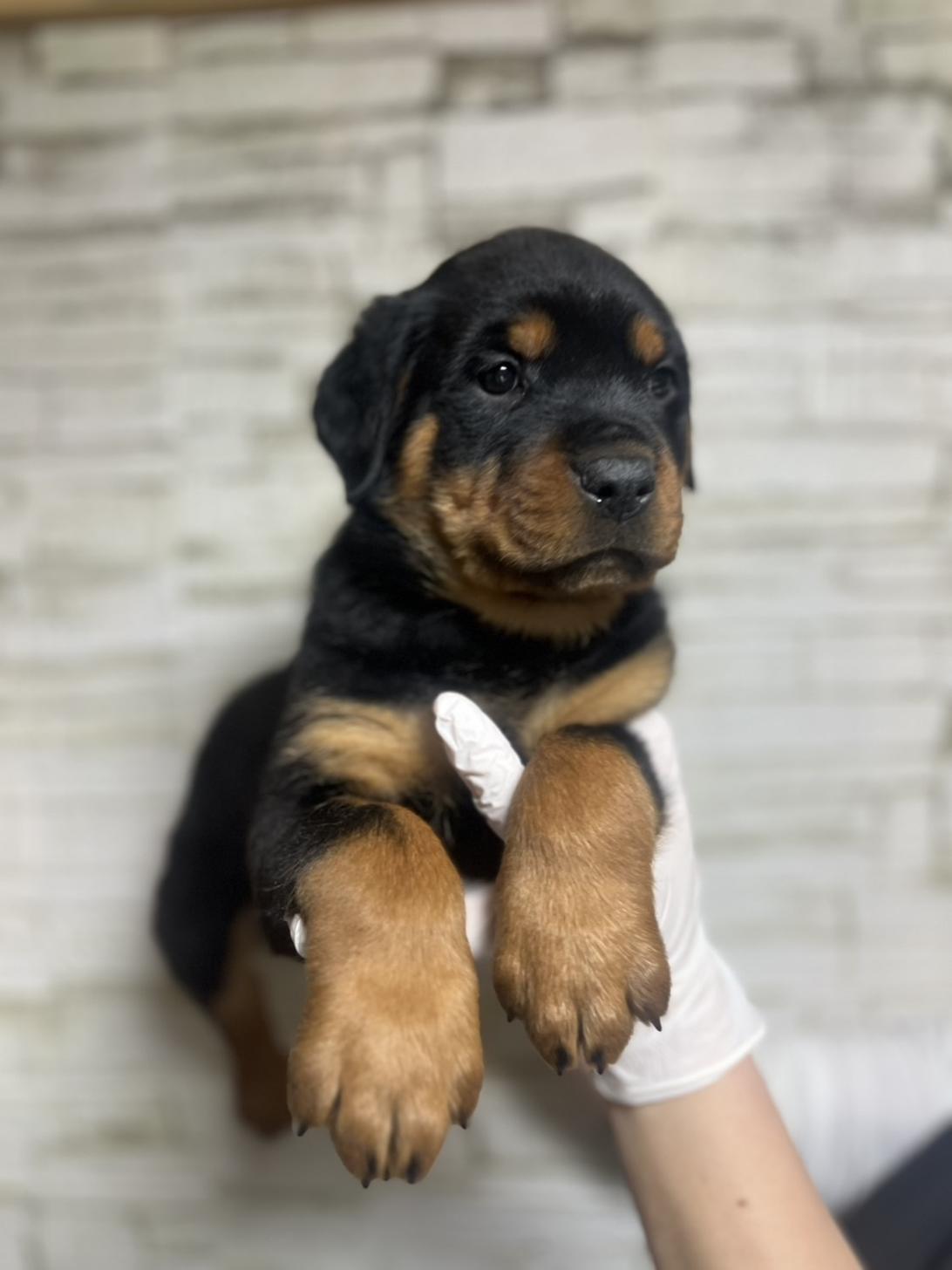 埼玉県のロットワイラー (ペッツスマイル加須インター店/2026年1月12日生まれ/男の子/ブラックタン)の子犬の2枚目の画像