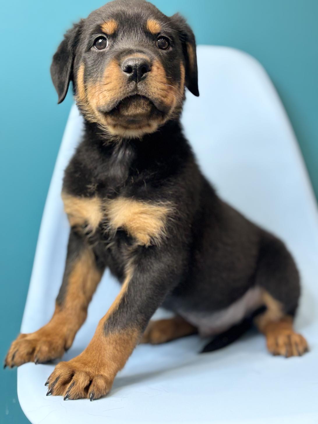 埼玉県のロットワイラー (ペッツスマイル加須インター店/2026年1月12日生まれ/男の子/ブラックタン)の子犬の2枚目の画像