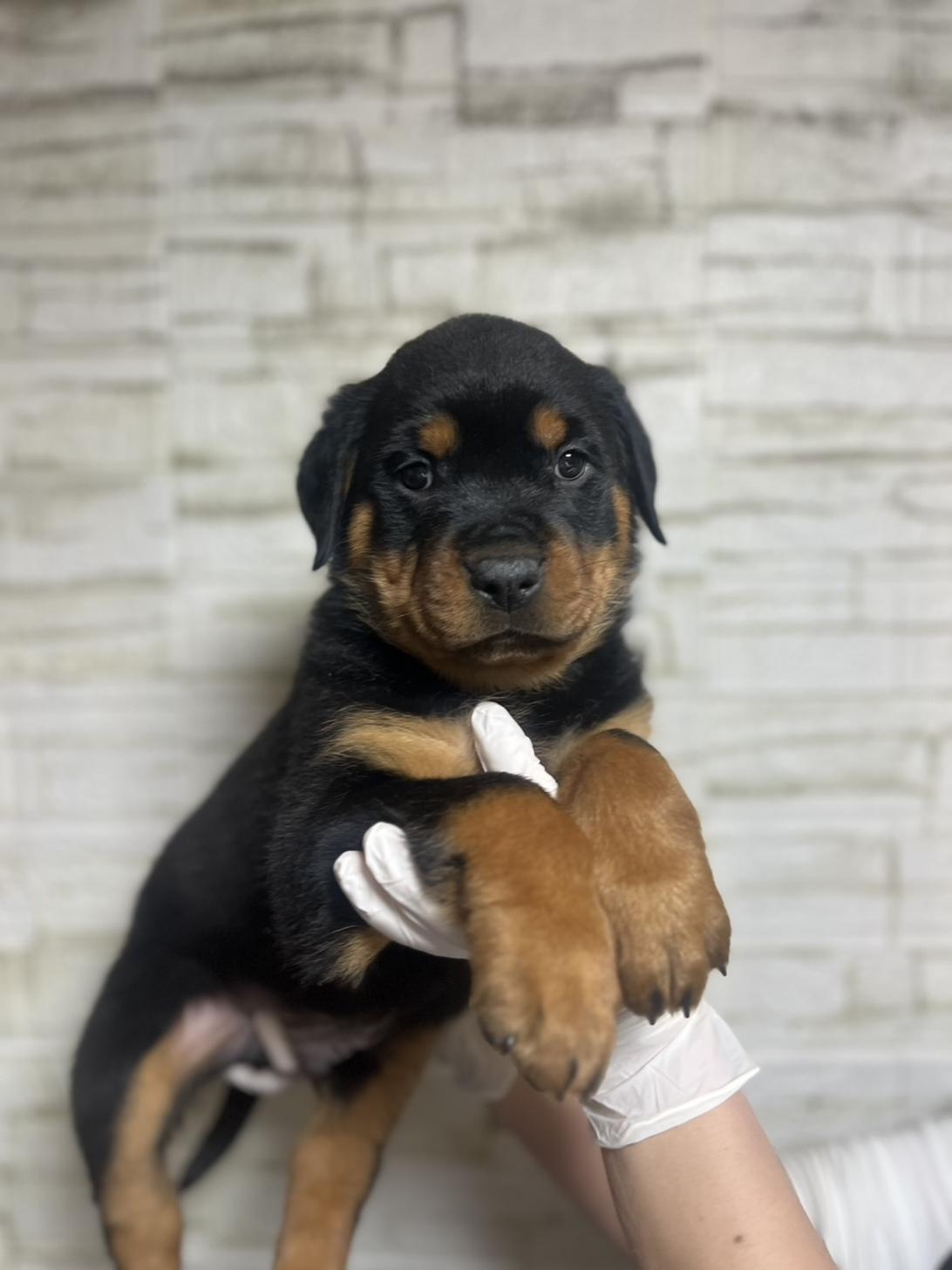 埼玉県のロットワイラー (ペッツスマイル加須インター店/2026年1月12日生まれ/男の子/ブラックタン)の子犬の3枚目の画像