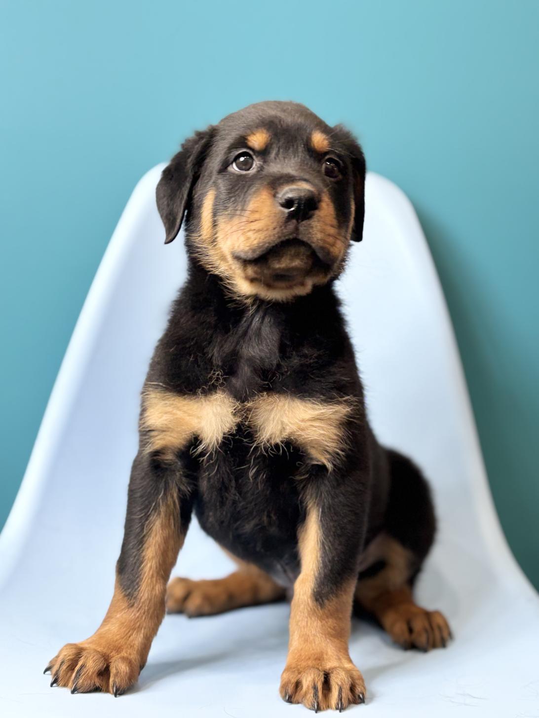 埼玉県のロットワイラー (ペッツスマイル加須インター店/2026年1月12日生まれ/男の子/ブラックタン)の子犬の3枚目の画像