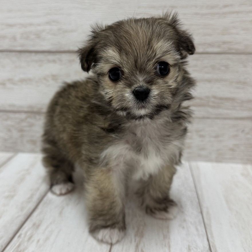 千葉県のチワマル/マルチワ(チワワ×マルチーズ) (ペピカファミリー松戸店/2025年11月1日生まれ/女の子/フォーン)の子犬