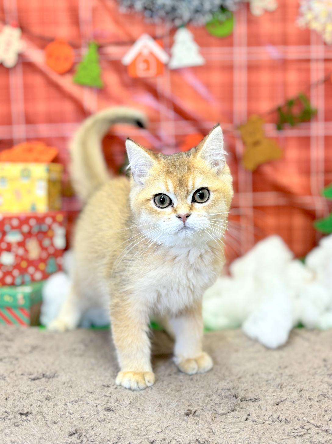 北海道のブリティッシュショートヘアー (ラブワンコ平岸店/2025年9月22日生まれ/男の子/ゴールデン)の子猫