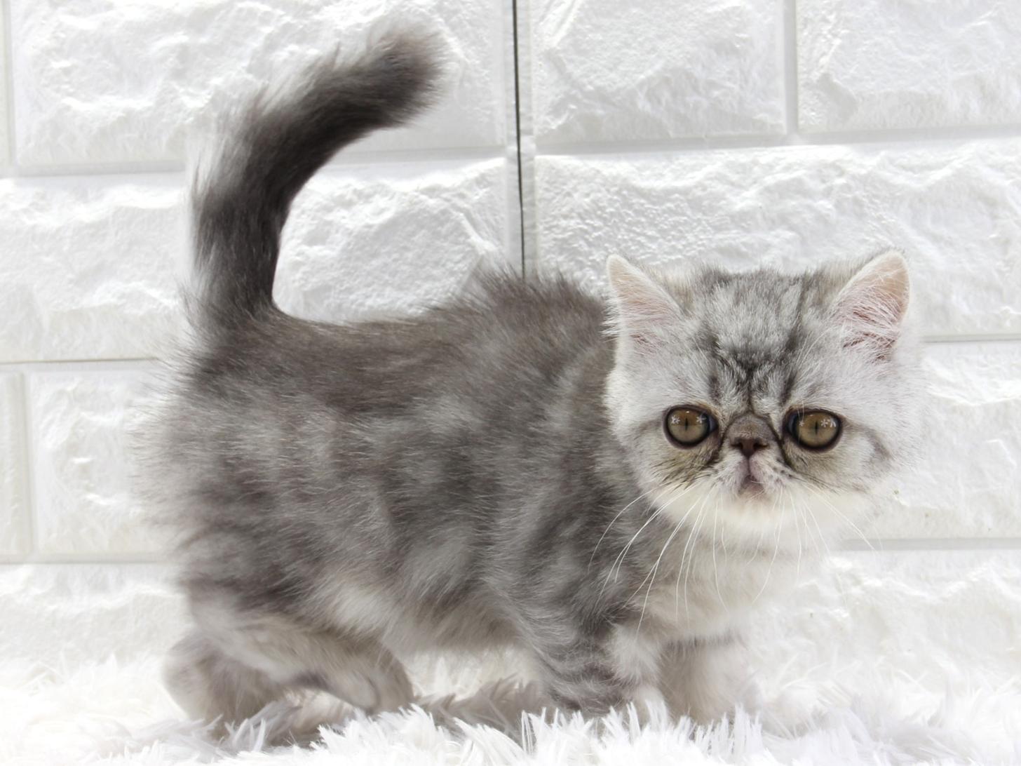 愛知県のエキゾチックショートヘアー (猫福家 名古屋南店/2025年12月29日生まれ/男の子/シルバータビー)の子猫の1枚目の画像