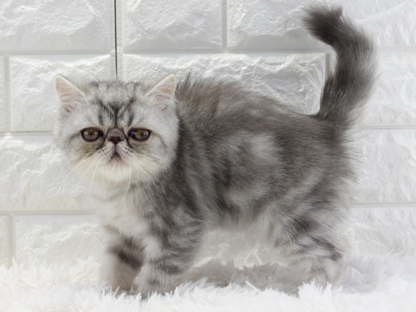 愛知県のエキゾチックショートヘアー (猫福家 名古屋南店/2025年12月29日生まれ/男の子/シルバータビー)の子猫の2枚目の画像