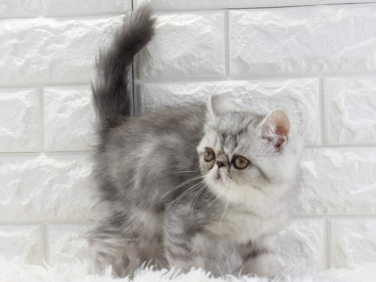 愛知県のエキゾチックショートヘアー (猫福家 名古屋南店/2025年12月29日生まれ/男の子/シルバータビー)の子猫の3枚目の画像