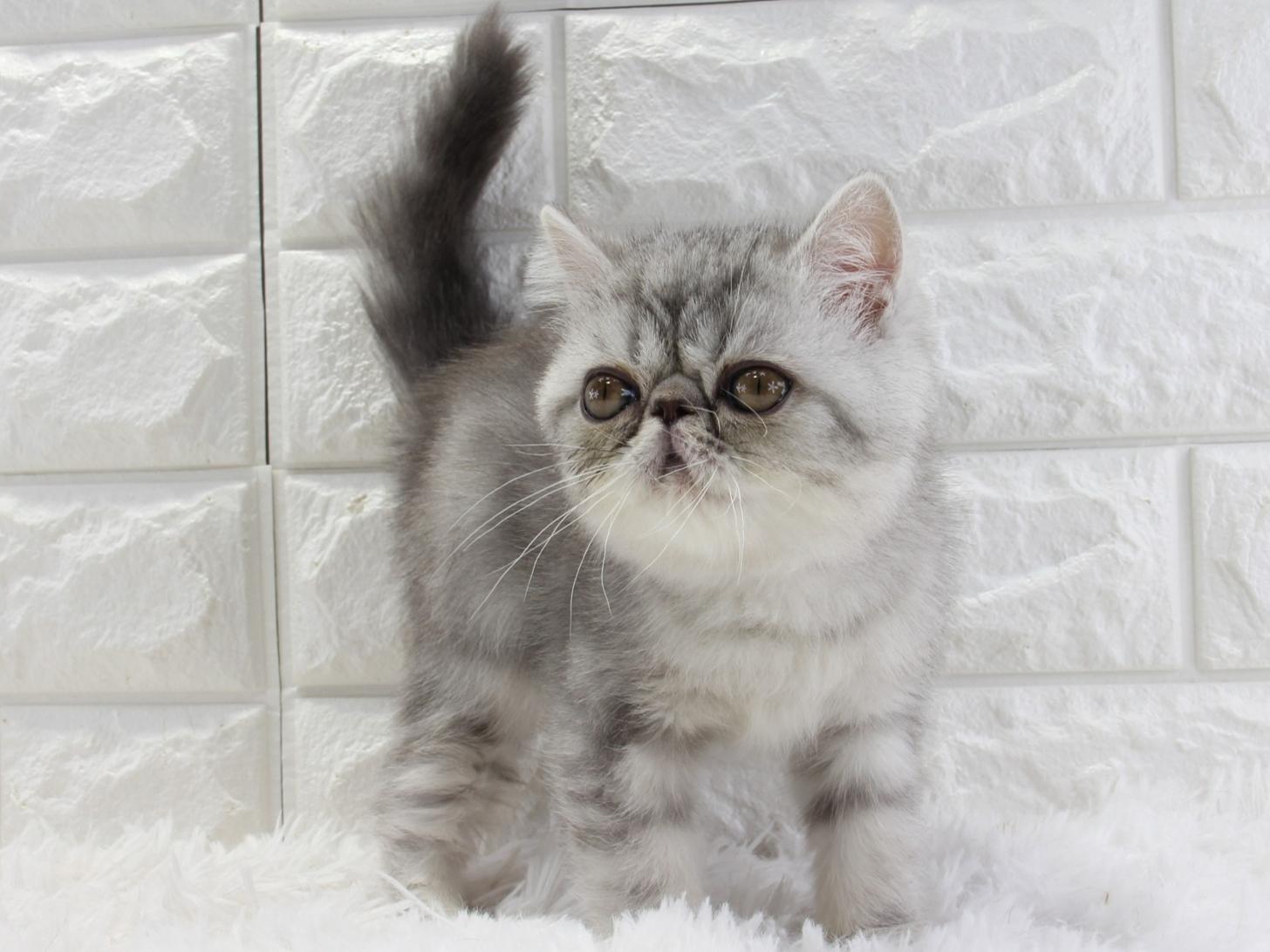 愛知県のエキゾチックショートヘアー (猫福家 名古屋南店/2025年12月29日生まれ/男の子/シルバータビー)の子猫の4枚目の画像