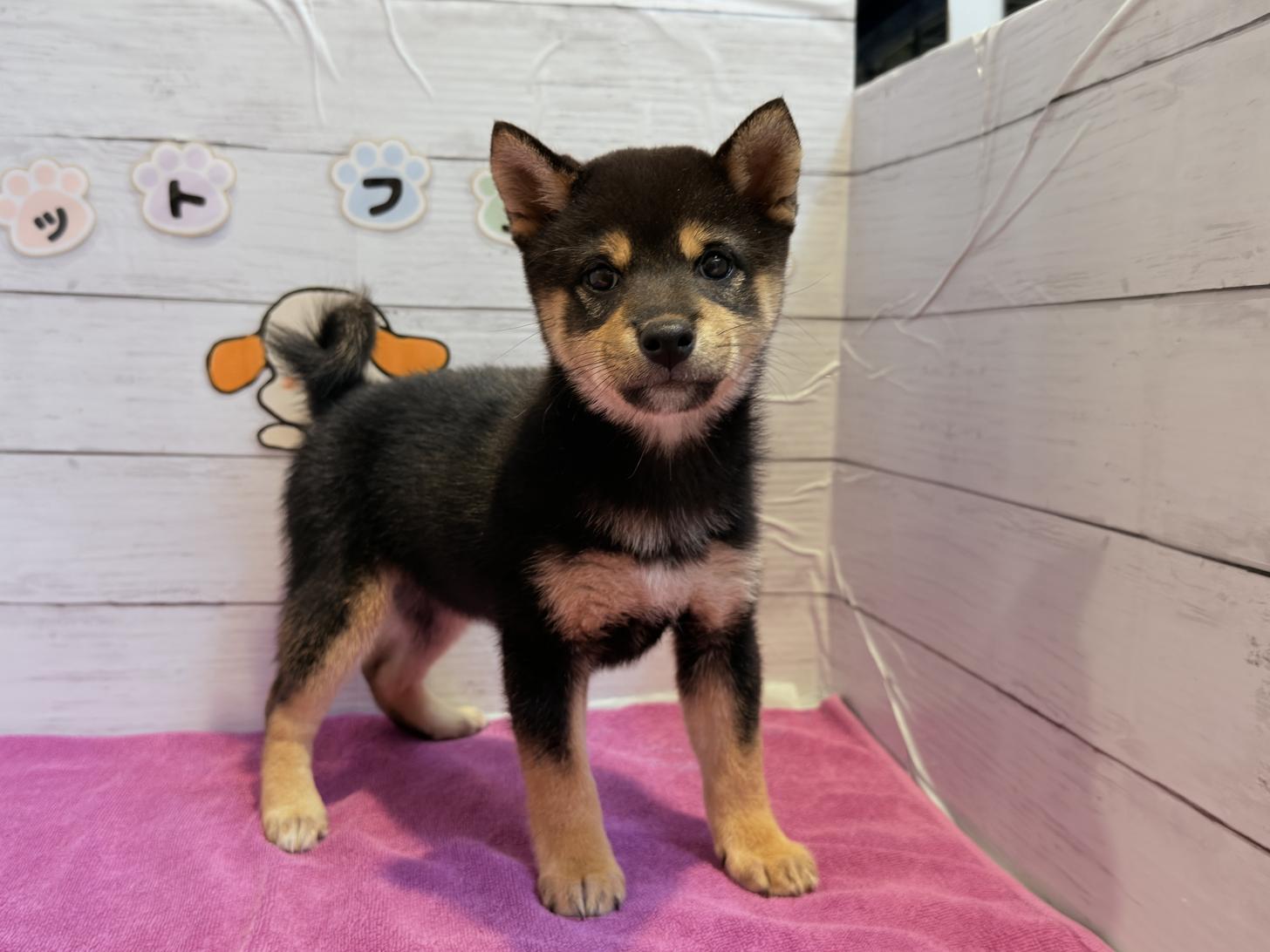 北海道の豆柴 (ペットフェイス大谷地店/2025年7月13日生まれ/女の子/黒)の子犬の1枚目の画像