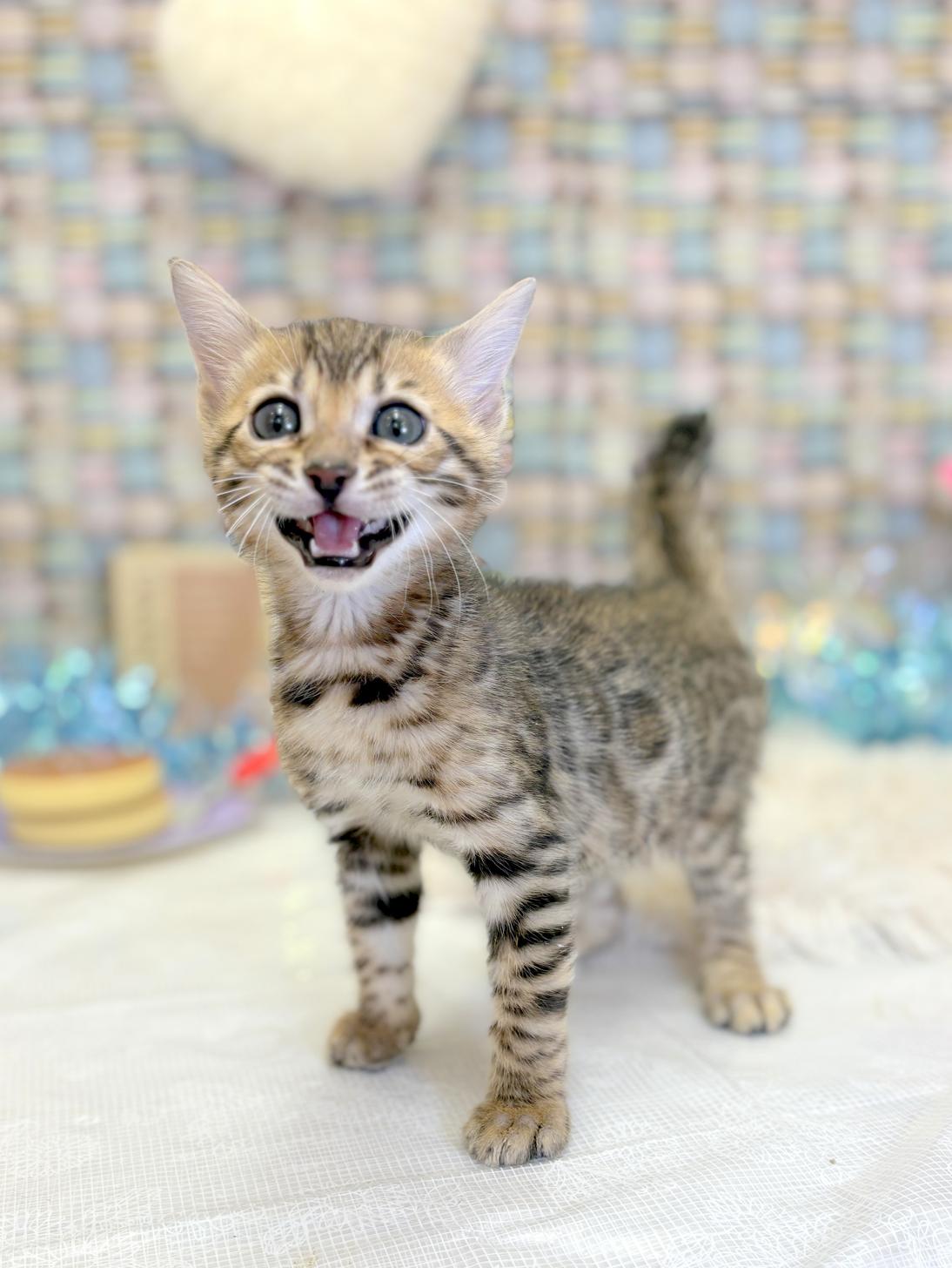 北海道のベンガル (ラブワンコ平岸店/2026年1月20日生まれ/男の子/ブラウンスポットタビー)の子猫